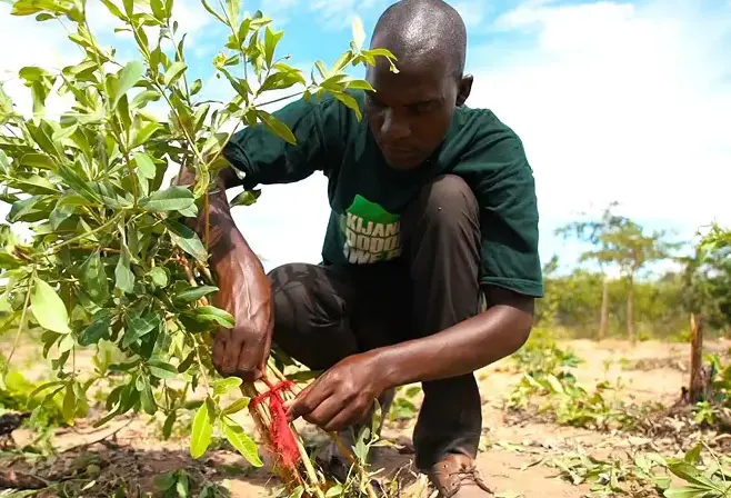 Man tying a young tree with red fabric during a tree-planting activity by Trasegro and Justdiggit.