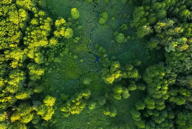 Aerial view of a dense, green sustainable forest landscape with patches of sunlight filtering through the tree canopy.